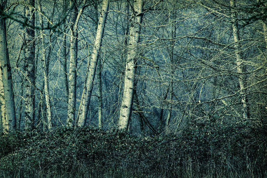 Midnight Forest Photograph by Bonnie Bruno