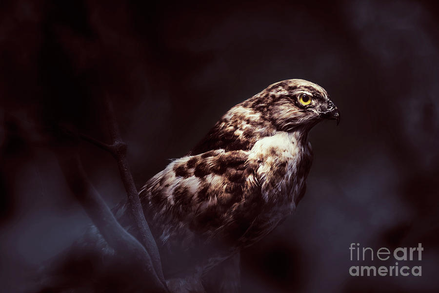 Midnight Hawk Photograph by Jorgo Photography