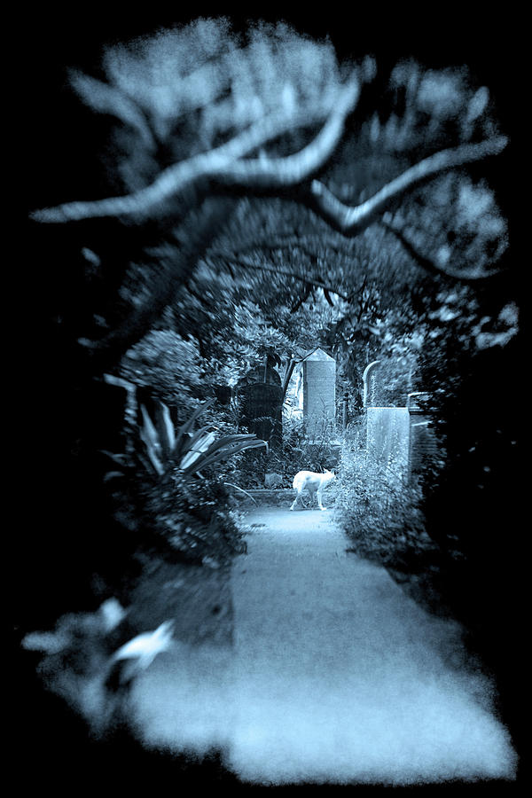 Midnight Wolf in the Cemetery  Photograph by Jennifer Wright