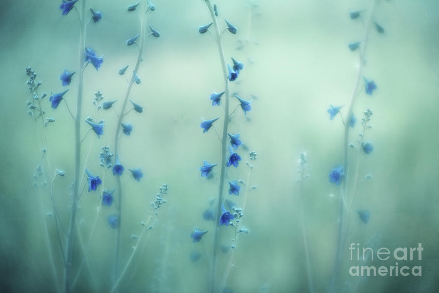 Nature Photograph - Midnight Meadow by Priska Wettstein