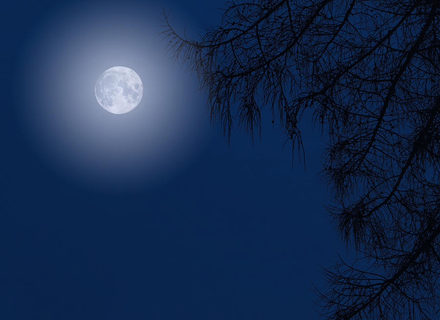Midnight Moon And Night Tree Silhouette Photograph