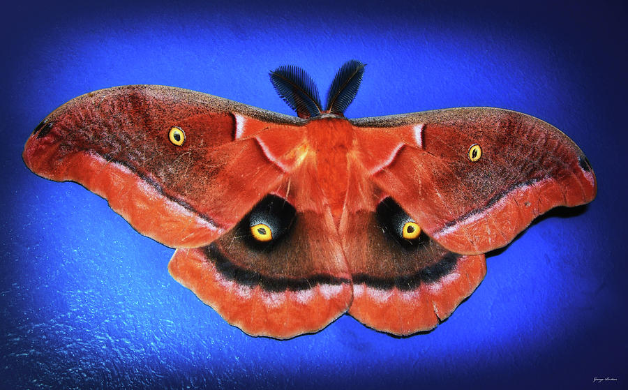 Midnight Moth 004 Photograph by George Bostian