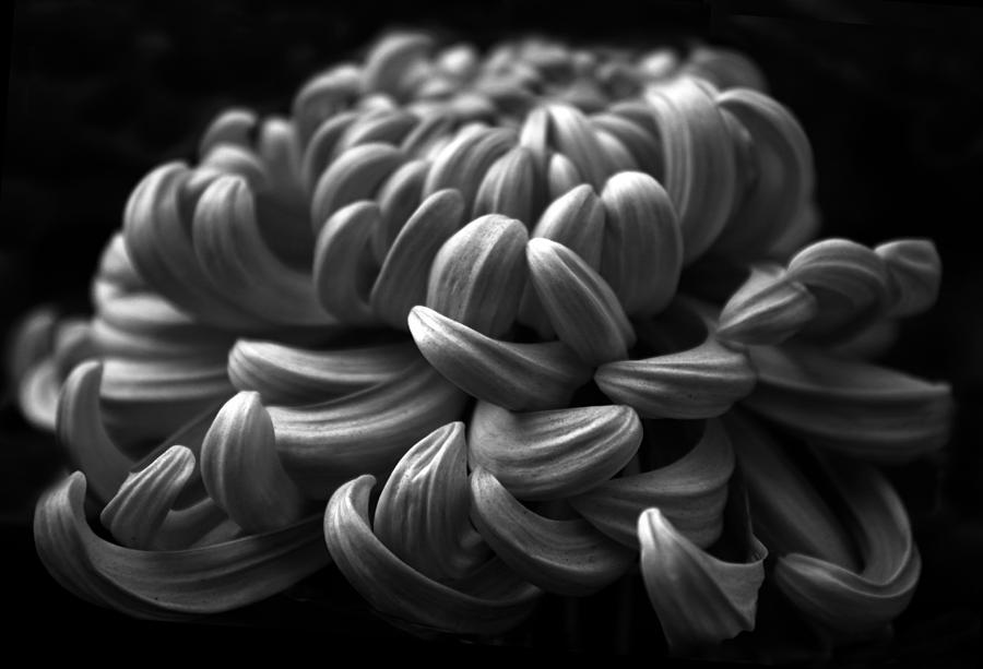 Black And White Photograph - Midnight Mum by Jessica Jenney