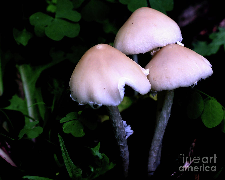 Midnight Mushrooms Photograph by Smilin Eyes Treasures