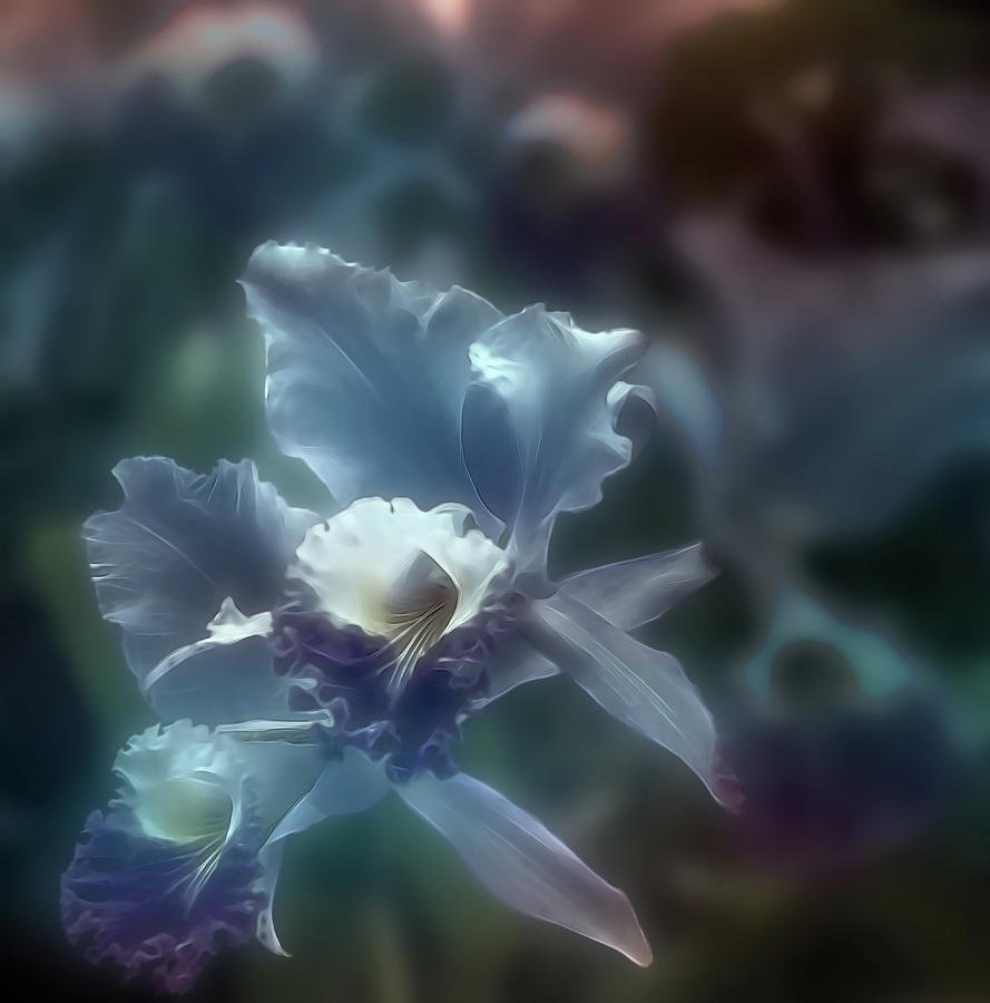 Midnight Orchid Photograph by Maria Coulson