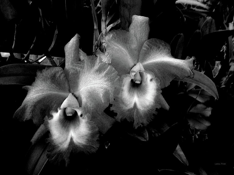 Midnight Orchids  Photograph by Lesa Fine