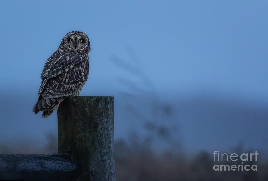 Midnight owl Photograph by Rudy Viereckl