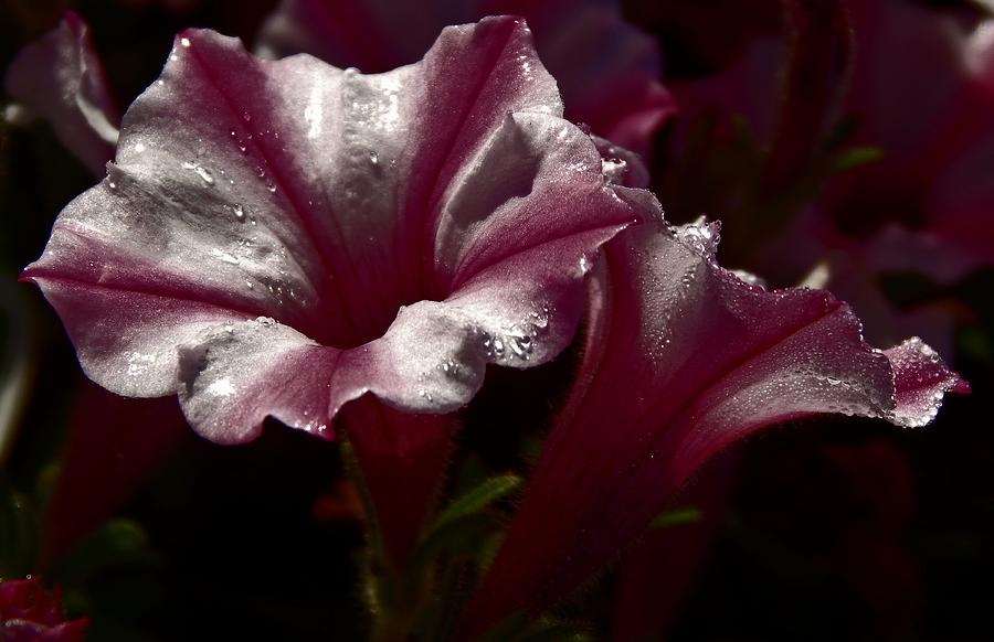 Midnight Petunia Photograph by Brandie Nicely - Pixels