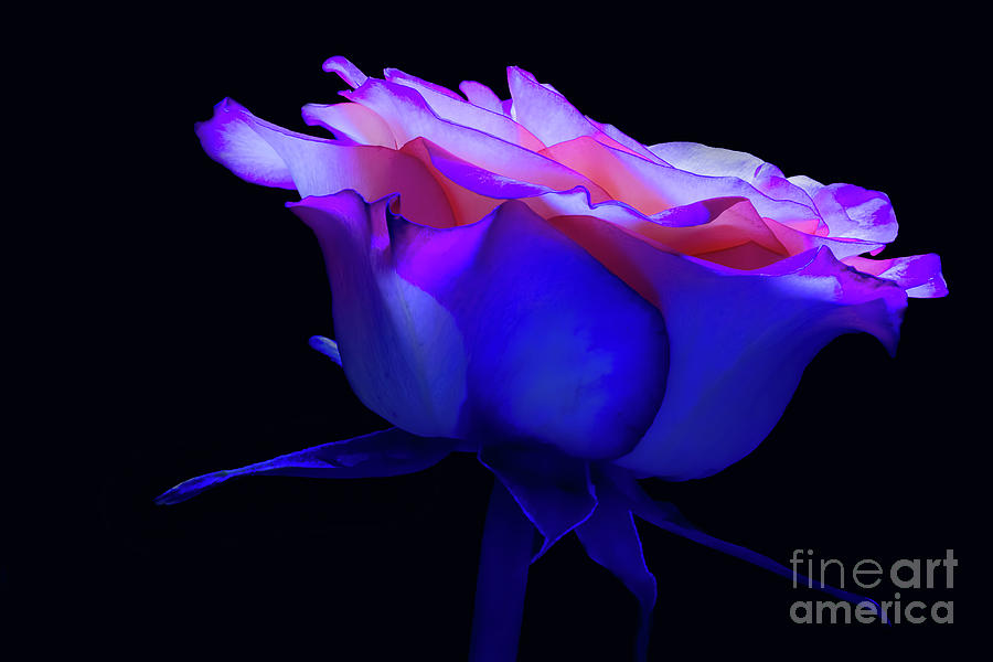 Flower Photograph - Midnight Rose by David Perry Lawrence