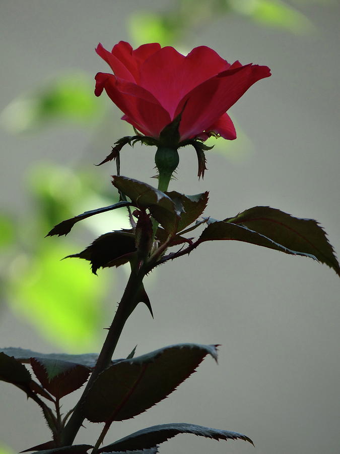 Midnight Rose Photograph by Ira Shander