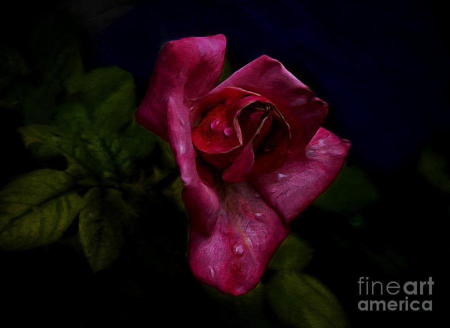 Midnight Rose Photograph by John Kolenberg
