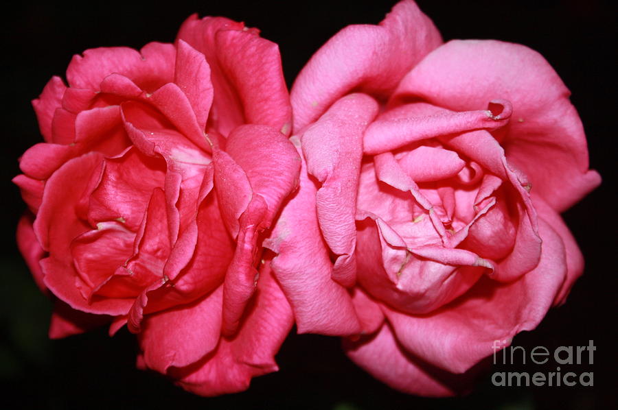Nature Photograph - Midnight Rose by Maria Young