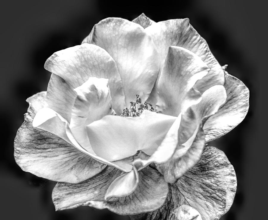 Midnight Rose Photograph by Michael Hope
