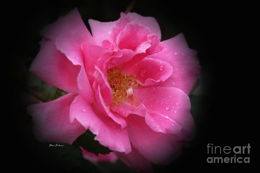 Midnight Rose Photograph by Yumi Johnson