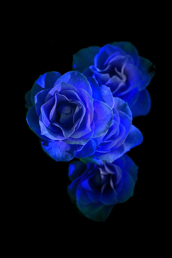 Midnight Roses Photograph by David Andersen