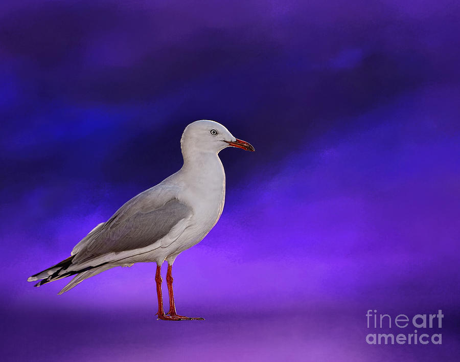 Midnight Seagull by Kaye Menner Photograph by Kaye Menner