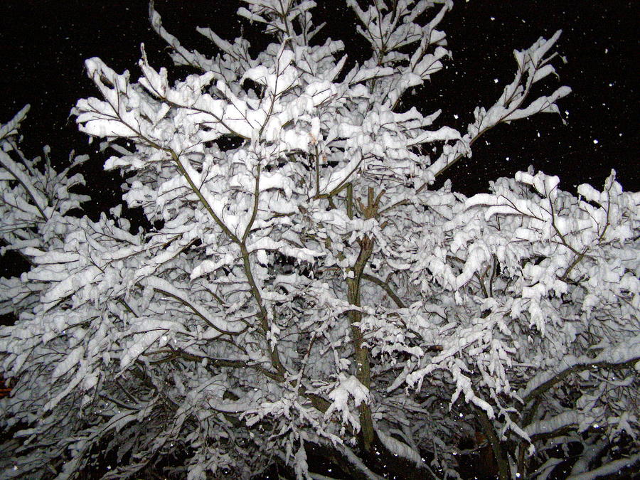 Winter Photograph - Midnight Snow 3 by Christine Sullivan Cuozzo Winter Photograph - Midnight Snow 3 by Christine Sullivan Cuozzo