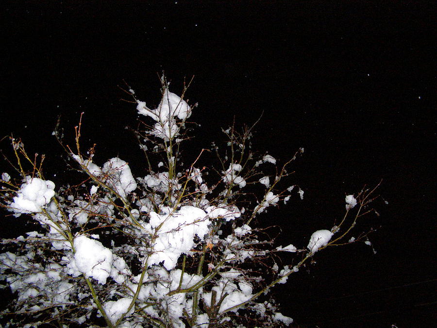 Winter Photograph - Midnight Snow 6 by Christine Sullivan Cuozzo