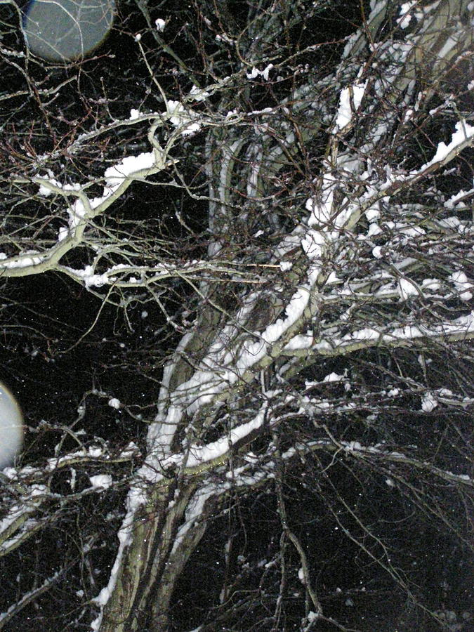 Winter Photograph - Midnight Snow 9 by Christine Sullivan Cuozzo Winter Photograph - Midnight Snow 9 by Christine Sullivan Cuozzo