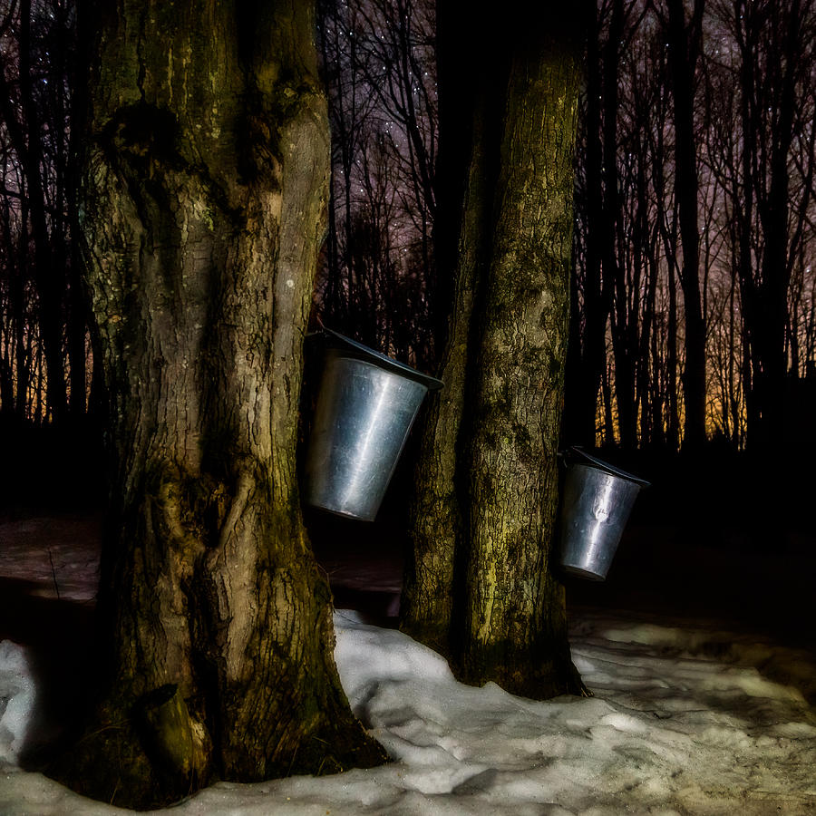 Nature Photograph - Midnight Sugar by Chris Bordeleau