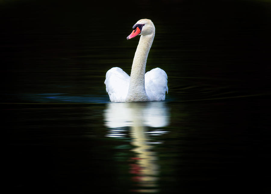 Midnight Swan Song  Photograph by Bill and Linda Tiepelman