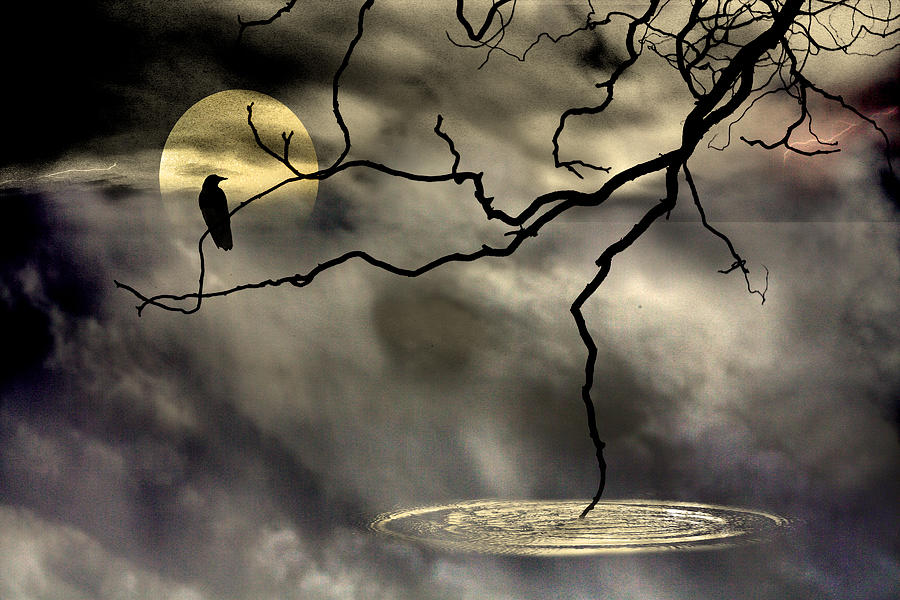Midnight Watcher  Photograph by Gray  Artus