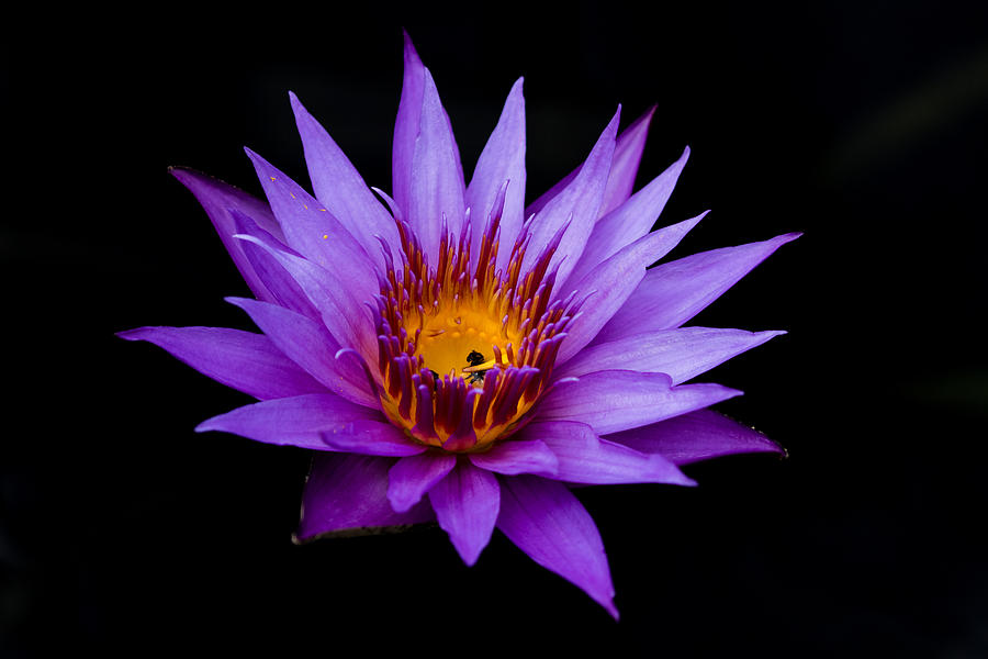Midnight Water Lily Photograph by Mindy Musick King