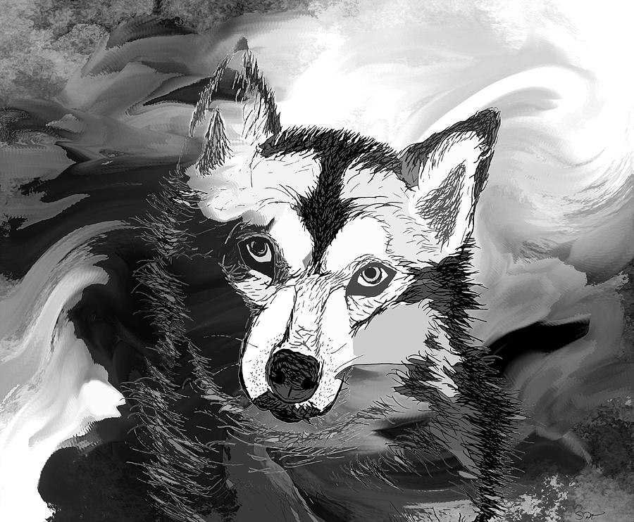 Midnight Wolf Drawing by Abstract Angel Artist Stephen K