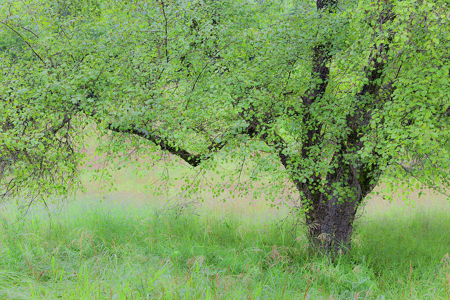 Midsummer Apple Tree Photograph