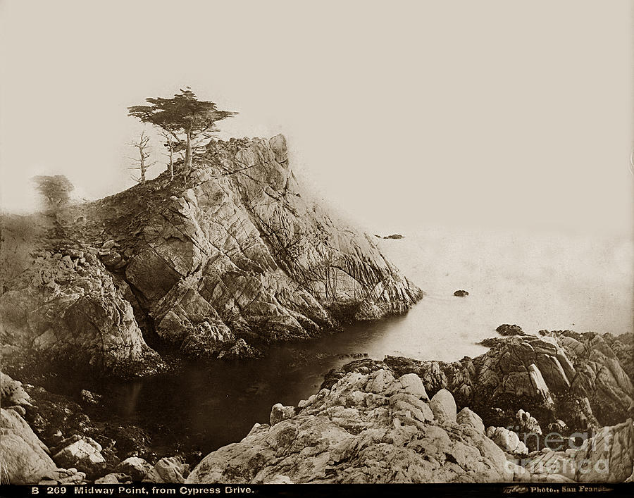 Tree Photograph - Midway Point From Cypress Drive Pebble Beach I. W. Taber photo circa 1882 by Monterey County Historical Society