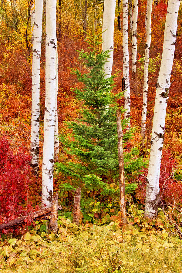 Midwest Birches Photograph by Leda Robertson