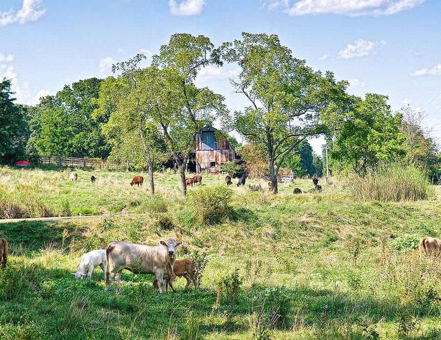 Cow Photograph - Midwest Cattle Ranch by Scott Hansen
