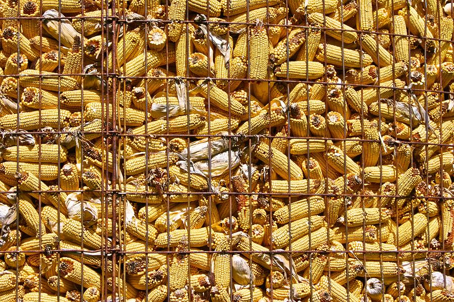 Midwest Corn Crib Photograph by Polly Castor