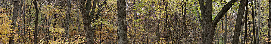 Midwest Forest Photograph By Robert Harshman 