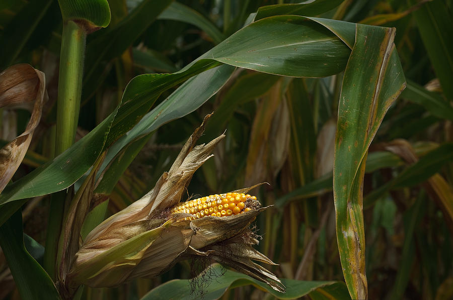 Farm Photograph - Midwest Harvest by Steve Gadomski