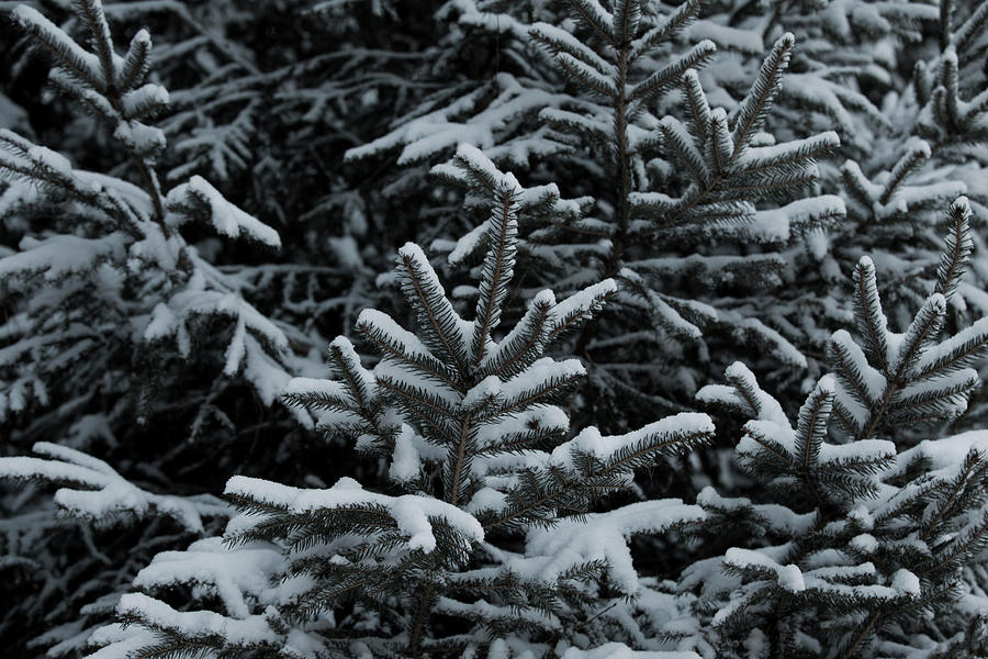 Midwinter Snow Photograph by Steve Gravano