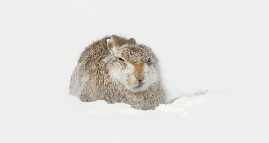 MIffed Mountain Hare Photograph by Pete Walkden