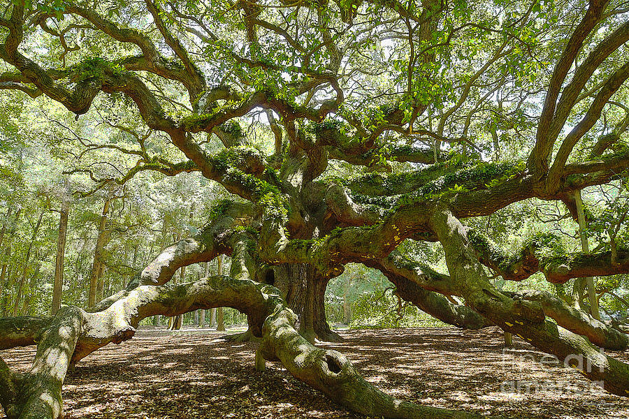 Mighty Angel Oak Photograph by Jennifer White