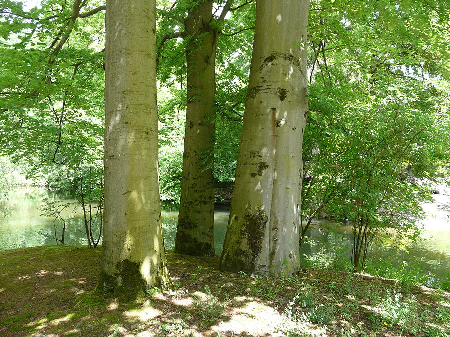 Mighty Beech Trees Photograph by Valerie Ornstein