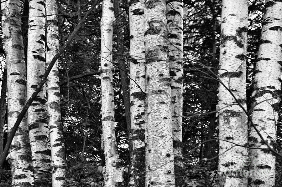 Tree Photograph - Mighty Birch by Terry Doyle
