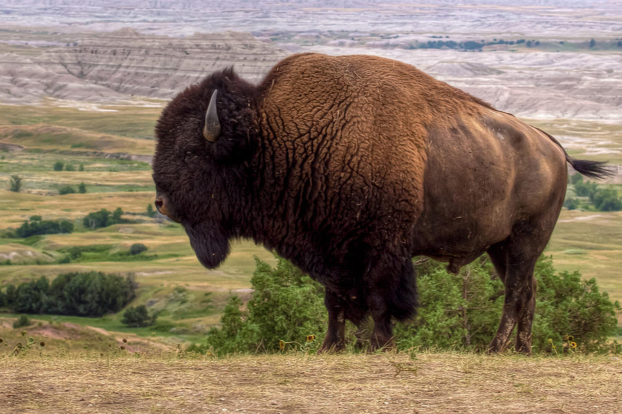 Wildlife Photograph - Mighty Bison by Bill Lindsay