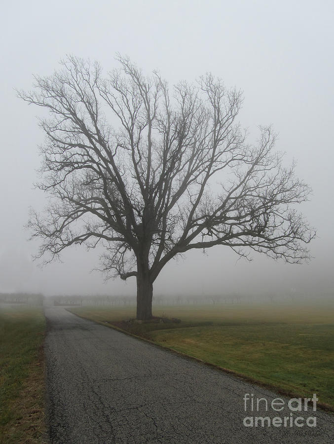 Mighty Bur Oak on a Foggy Day Photograph by Barbara McMahon