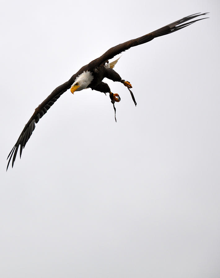 Eagle Photograph - Mighty Eagle Sweet Freedom by Caroline Reyes-Loughrey Eagle Photograph - Mighty Eagle Sweet Freedom by Caroline Reyes-Loughrey
