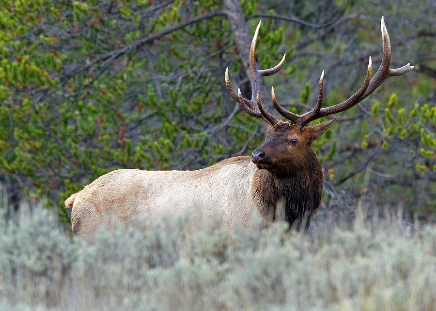 Mighty Elk Photograph by Shari Sommerfeld