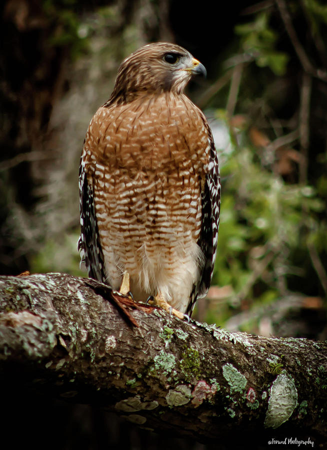 Redtail Hawk  Photograph by Debra Forand