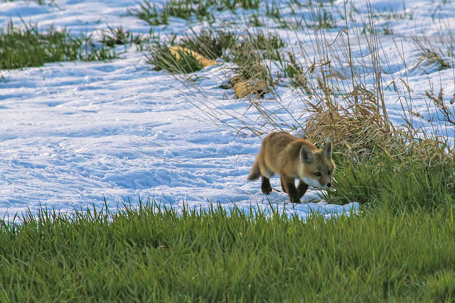 Mighty Hunter Photograph by Alana Thrower