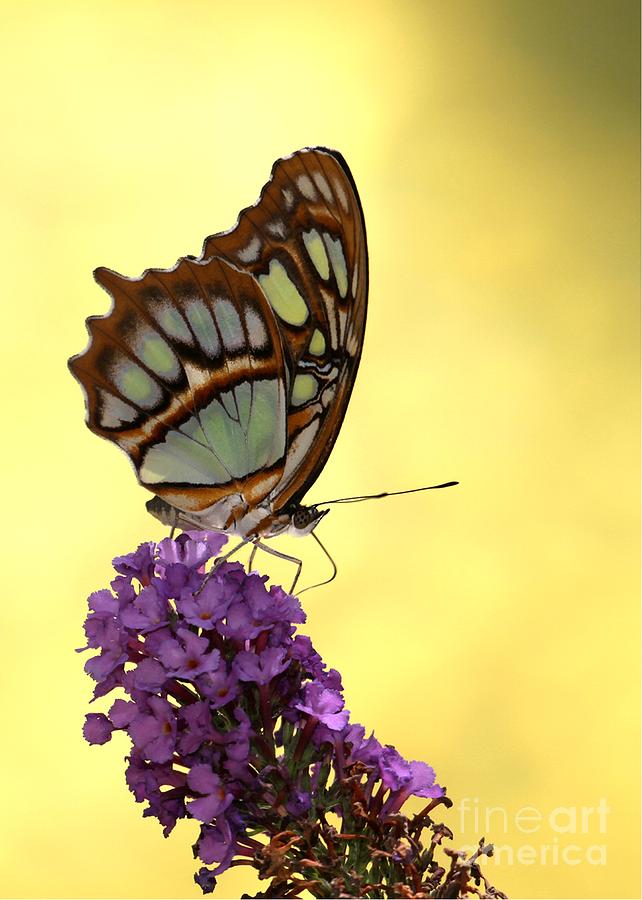 Mighty Malachite Butterfly Photograph by Sabrina L Ryan