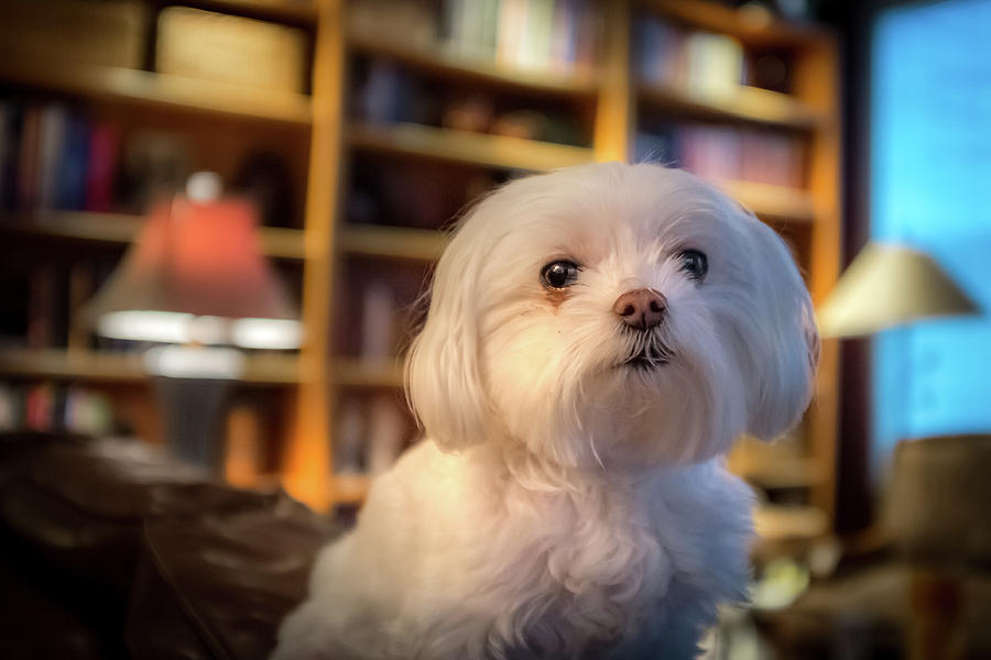 Dog Photograph - Mighty Maltese by Mike Hendren