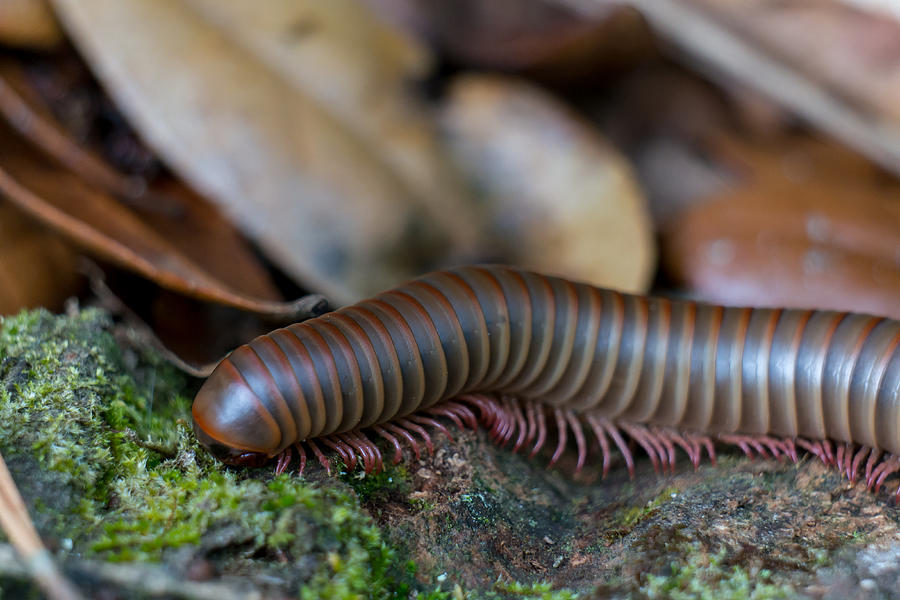 Insects Photograph - Mighty Millipede by Matthew T Ross