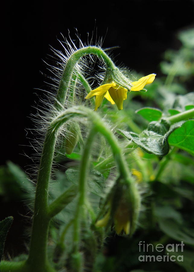 Mighty Mini Tomato Blooms Photograph by Renee Trenholm